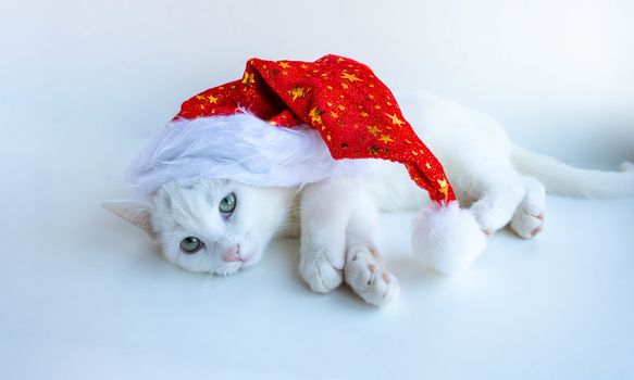 A white Christmas cat in a red Santa hat lies on a white background.