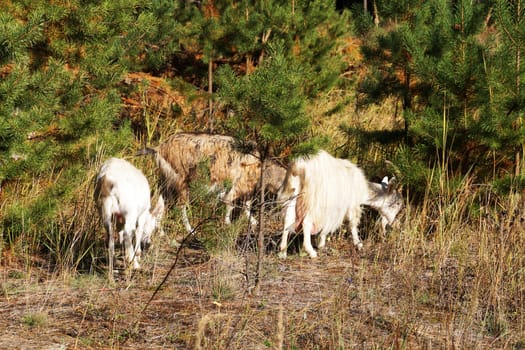 white goats graze on a forest lawn on a sunny day.