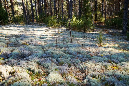 gray moss in a sunny pine forest.