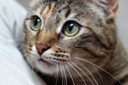 portrait of a gray young cat close-up