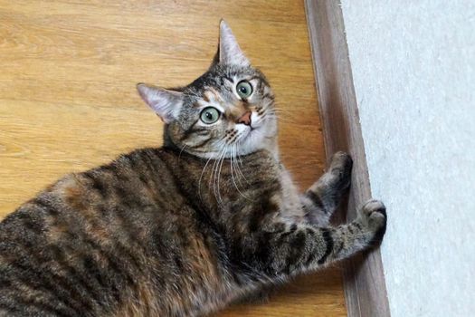 portrait of a gray young cat close-up