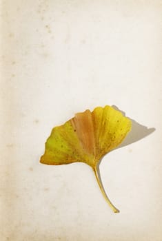 Beautiful yellow ginkgo leaf on old stained book page ,fan-shaped leaf with veins ,