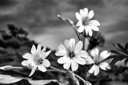 tiny, white flowers of a jasmine bush in the garden during spring, monochrome
