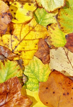 Beautiful autumn leaves , yellow ,brown and re tulip tree leaves