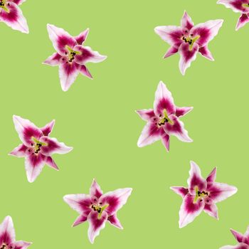 seamless pattern of pink Lily flower bloom. Pink lily flowers over green background seamless texture. flat lay flower pattern