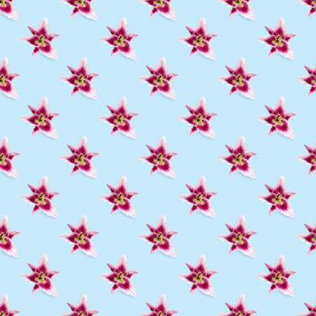 seamless pattern of pink Lily flower bloom. Pink lily flowers over blue background seamless texture. flat lay flower pattern