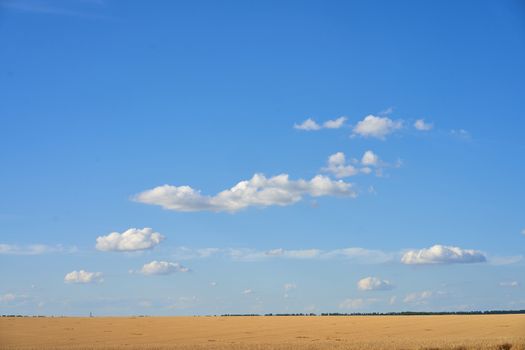 Wheat agricultural field with blue cloudy background Summer season harvesting