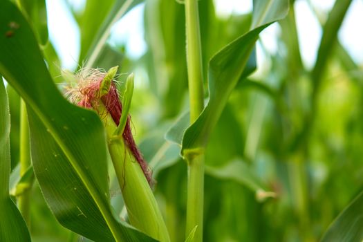 Corn agricultural field close up Summer harves season Summer vegetables growing