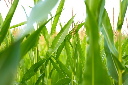 Corn agricultural field close up Summer harves season Summer vegetables growing