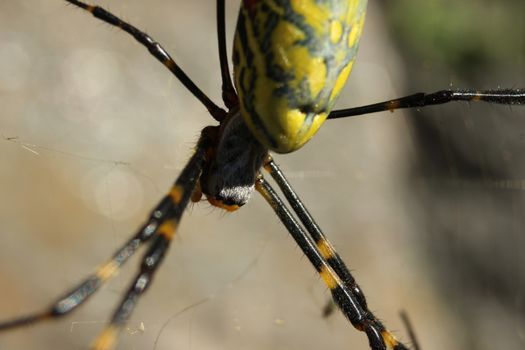 Closeup view with selective focus on a giant Spider and spider webs with blurred green jungle background