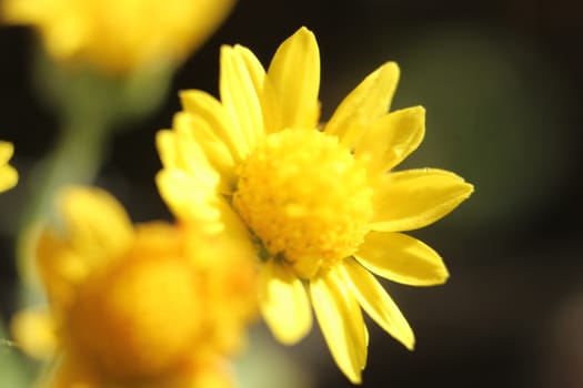 Close-up and macro photo with selective focus of marigold (calendula) flowers. Yellow daisy flowers of calendula arvensis.