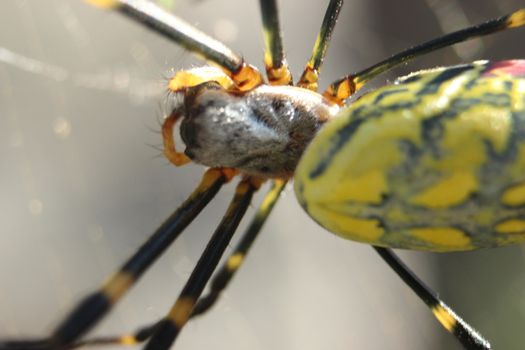 Closeup view with selective focus on a giant Spider and spider webs with blurred green jungle background