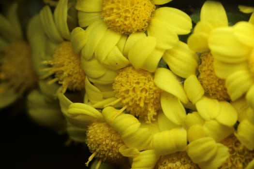 Close-up and macro photo with selective focus of marigold (calendula) flowers. Yellow daisy flowers of calendula arvensis.