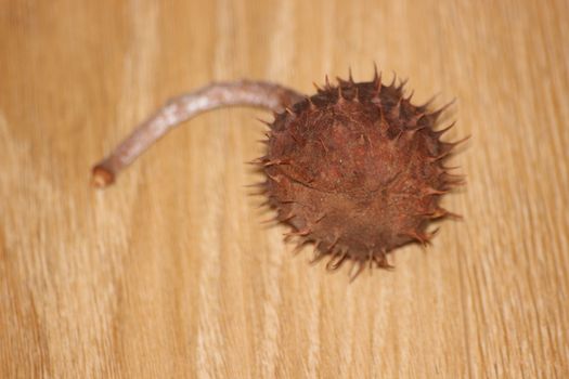 Chestnut and chestnut pod with spines on a wooden floor. Close-Up of dried fruits over wooden background.
