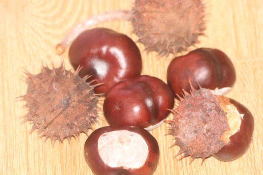 Chestnut and chestnut pod with spines on a wooden floor. Close-Up of bunch of dried chestnut fruits over wooden background.