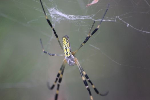 Closeup view with selective focus on a giant Spider and spider webs with blurred green jungle background