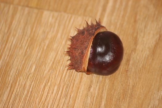 Chestnut and chestnut pod with spines on a wooden floor. Close-Up of dried fruits over wooden background.