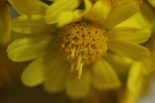 Close-up and macro photo with selective focus of marigold (calendula) flowers. Yellow daisy flowers of calendula arvensis.