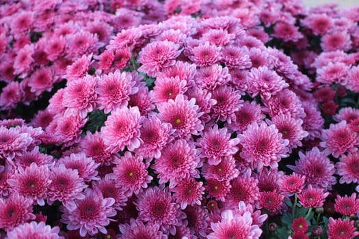 High Angle View Of Pink Flowering Plants called purple Chrysanthemums. Floral background of autumn purple chrysanthemums.
