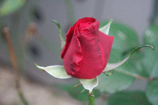 Closeup with selective focus on red flower with green leaves in background