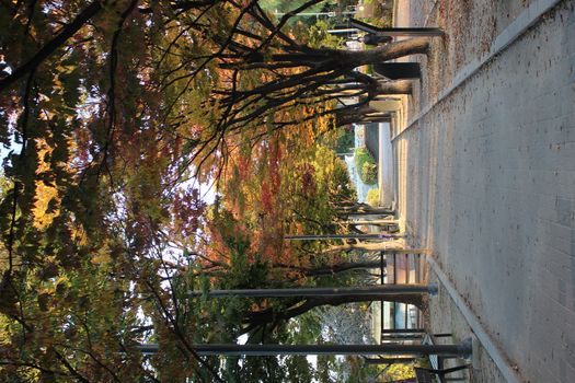 Paved pedestrian way or walk way with trees on sides for public walk. Suburban park with sidewalk along with trees on sideways