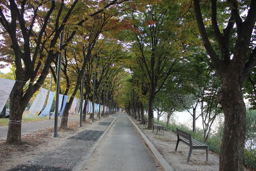 Paved pedestrian way or walk way with trees on sides for public walk. Suburban park with sidewalk along with trees on sideways