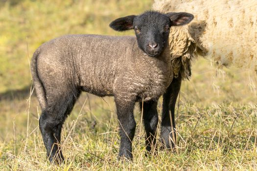 young new born black lamb explores the world