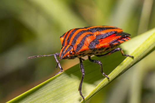 red black striped bug on blade of grass