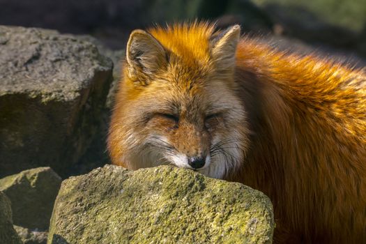 red fox hunting season in summer light