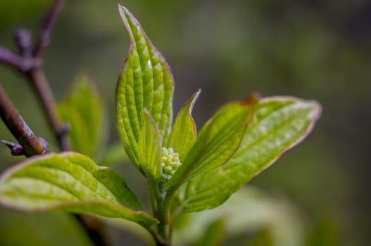 green blossom bud in spring garden