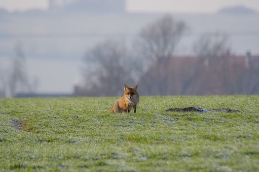 young fox at a fox cave