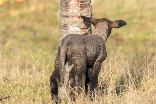 young new born black lamb explores the world