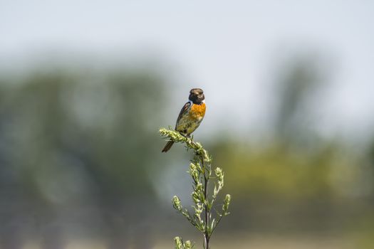 stonechat male on stalk plant in nature conservation area