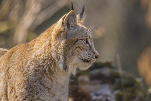 cute young lynx in the colorful wilderness forest