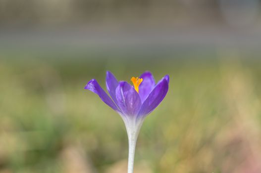 yellow blue white crocus in spring easter season garden