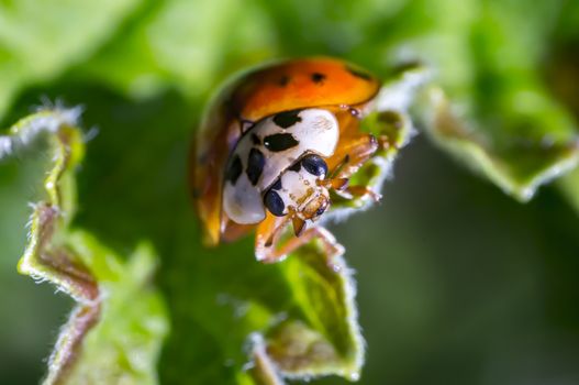 Lady Bug in my spring garden