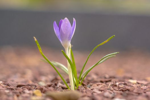 yellow blue white crocus in spring easter season garden