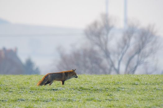 young fox at a fox cave