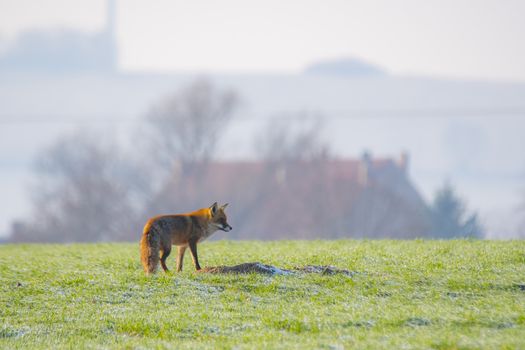 young fox at a fox cave