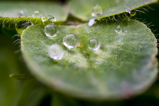 Shamrock with morning dew