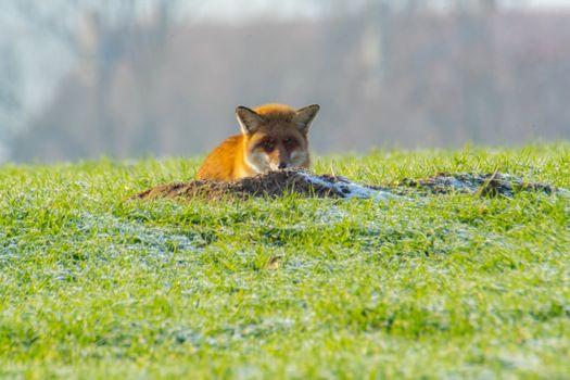 young fox at a fox cave
