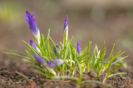 yellow blue white crocus in spring easter season garden