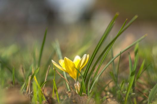 yellow blue white crocus in spring easter season garden