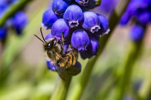wild bee and hyacinthe in spring season
