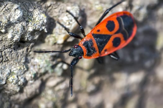 fire bug close up