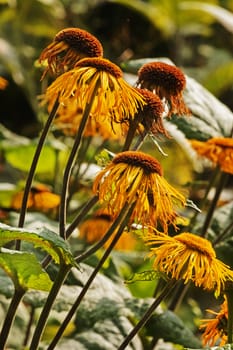 Several telekia speciosa flowers  ( heartleaf ox-eye or yellow ox-eye daisy  ),daisy-like flower head with yellow rays and large flattened orange center disk ,focus in the foreground