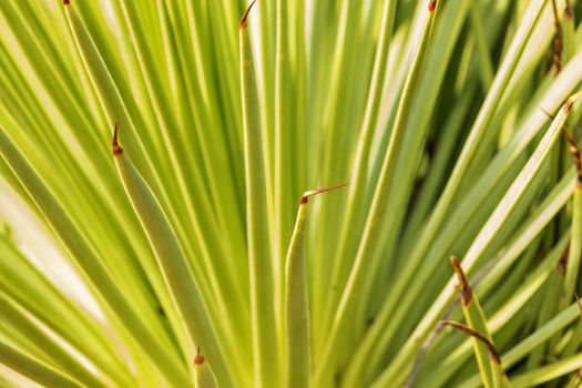 Agave stricta or hedgehog agave spiny  leaves ,selective focus ,green color shading ,abstract effect