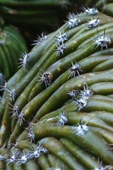 Impressive and unusual cactus shape ,green plant with white thorns 