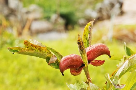 A dry  red fruit of a common peony -peony officinalis- ,green leaves on the stem surround the fruit ,