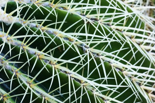 Green cactus with  thorns , long lines of bright thorns against a green background